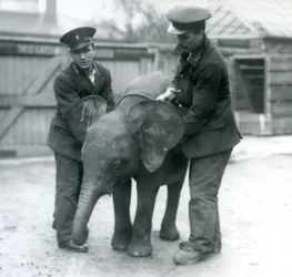 Ung kvinnelig afrikansk pygmeelefant Oojah med to keepere i London Zoo i april 1925