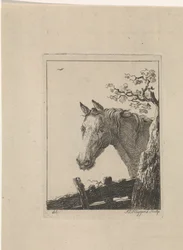 Hodet på en hest