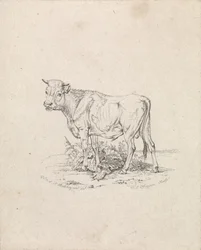Stier