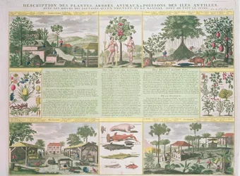 En beskrivelse av planter, trær, dyr og fisk funnet på Antillene, illustrasjon fra Histoire Generale des Antilles Habitees par les Francois Vol. 2 av Jean Baptiste Du Tertre (1610-1687) publisere