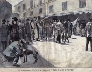En kamel helbreder ved Veterinary School of Maison Alfort (Maison-Alfort). Illustrasjon av 1899 i ""La petite Gironde"".