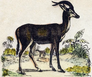 Antilope. Gravering i "" Alphabet des animaux sauvages"". 9. serie. Bilder av Epinal, Pellerin, trykkeri-utgiver, ca. 1870. Graveringer på tre, stensilert. 16 sider. Mål: 20 x 15 cm. Privat samling