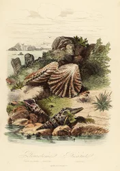 Babylon turrid, Turris babylonia, sjøsnegl, Raphitoma echinata og kattungepotemusling, Plicatula gibbosa