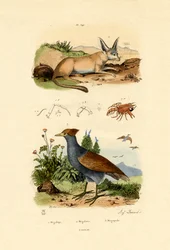 Bat-eared rev, 1833-39