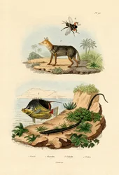 Sjakal med svart rygg, 1833-39