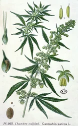 Cannabis sativa, botanisk tallerken