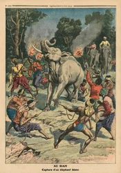Å fange en hvit elefant i Siam, illustrasjon fra 