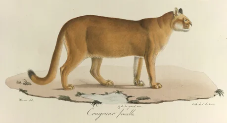 Cougar, en kvinnelig cougar, fra 