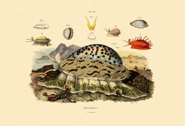 Cowrie Shells, 1833-39