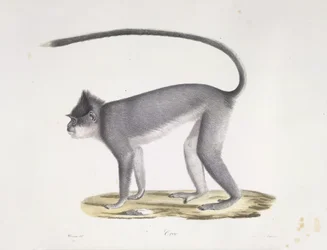 Croo. En ape, fra Natural History of Mammals (farge litho)