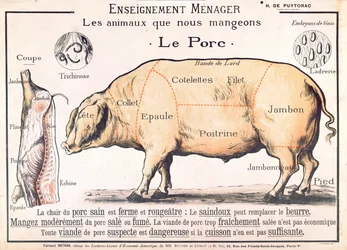 Cuts of Pork, illustrasjon fra en French Domestic Science Manual av H. de Puytorac, utgitt av Editions Fernand Nathan, sent på 1800-tallet
