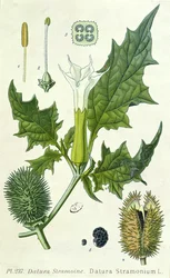Datura stramonium, botanisk plate
