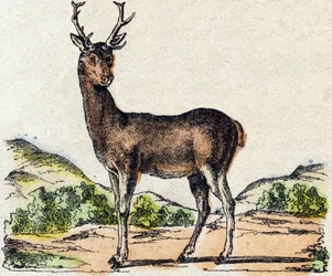 Hjort. Gravering i "" Alphabet des animaux sauvages"". 9. serie. Bilder av Epinal, Pellerin, trykkeri-utgiver, ca. 1870. Graveringer på tre, stensilert. 16 sider. Mål: 20 x 15 cm. Privat samling