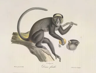 Diana, en kvinnelig ape, fra Natural History of Mammals (farge litho)