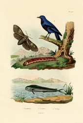 Delfinfisk, 1833-39
