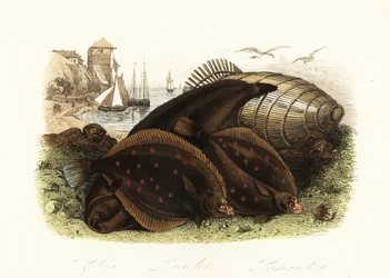 Doversåle, Solea solea, europeisk rødspette, Pleuronectes platessa og vanlig dab, Limanda limanda, på en strand med en fiskefelle, fiskebåter i bakgrunnen