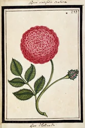 Dutch Rose, ca. 1700 (akvarelltegning, innrammet i svart)