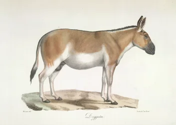 Dziggetai, fra Natural History of Pattedyr (farge litho)