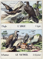 Ørn og gribb. Gravering i "Buffon Alphabet des Oiseaux n 1". 3. Serie N 1. Avbildning av Epinal, Epinal, sent på 1800-tallet. 16 sider. Mål: 28x21cm