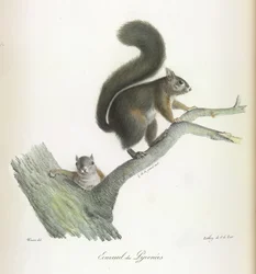 Ecureuil des Pyrenees, ekorn, fra Natural History of Pattedyr (farge litho)