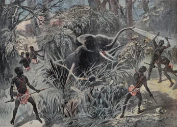Elefantjakt i Afrika. Elefanten faller ned i en grop før den blir ferdig med piler. Gravering i "" Le Pelerin"" 22/01/1899.