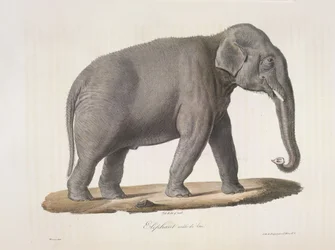 Asiatisk elefant, fra Natural History of Mammals (farge litho)