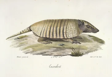 Encoubert, Armadillo, fra Natural History of Pattedyr (farge litho)