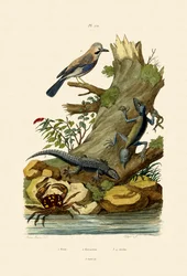 Eurasian Jay, 1833-39