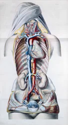 Exanthemata, fra Theoretical and Practical Treatment of Skin Diseases av Pierre Francois Olive Rayer (1793-1867) 1835