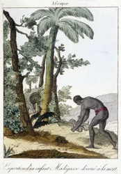 Utstilling av et Madegasse-barn viet til døden. 1811
