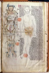 F.116v Forholdet mellom menneskekroppen og dyrekretsens tegn, fra en medisinsk avhandling av Abul Qasim Khalaf ibn al-Abbas al-Zahrawi (Abulcasis) (936-1013) oversatt av Gerard de Cremone