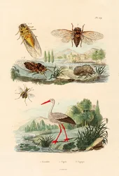 Firefly, 1833-39