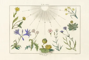 Blomsterur, 1833-39
