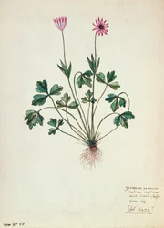 Blad 1275 Geranium