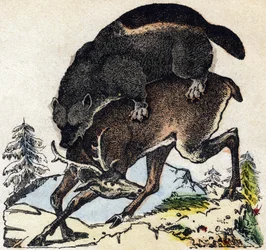 Frosser. Gravering i "" Alphabet des animaux sauvages"". 9. serie. Bilder av Epinal, Pellerin, trykkeri-utgiver, ca. 1870. Graveringer på tre, stensilert. 16 sider. Mål: 20 x 15 cm. Privat samling