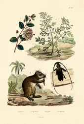 Geitegress, 1833-39