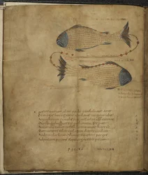Harley 647, f.3v Illustrasjon av stjernebildet Fiskene, fra 'Aratus' av Marcus Tillius Cicero', ca. 1820-40 (vellum)
