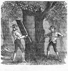 Harvesting Cork, pub. 1885 gravering, 1885.