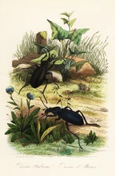 Enorme fiolette jordbiller, Carabus scabrosus