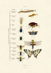 Insekter, 1833-39