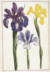 Iris, 1700-tallet