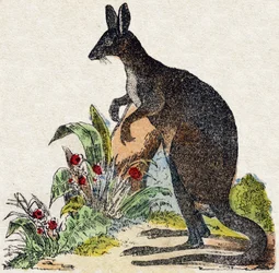 Kanguroo. Gravering i "" Alphabet des animaux sauvages"". 9. serie. Bilder av Epinal, Pellerin, trykkeri-utgiver, ca. 1870. Graveringer på tre, stensilert. 16 sider. Mål: 20 x 15 cm. Privat samling
