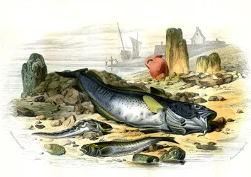 The Oviparous Blenny (Blennius viviparus), under den levende trachinus og gad-torsken - Plate hentet fra Histoire Naturelle av Bernard Germain de Lacepede (1856-1925), utgave P.Furme, Paris
