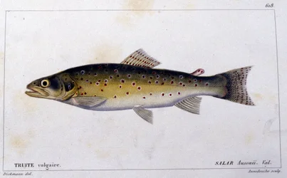 Den vanlige ørreten i henhold til "Natural history of fish"" av Cuvier, Valenciennes, Paris