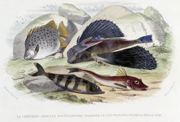 Chatodon argus, tyloptera pirapede, centronote piloten, trigle lyre - i "Histoire Naturelle" av Lacépède, red. Veurne, Paris