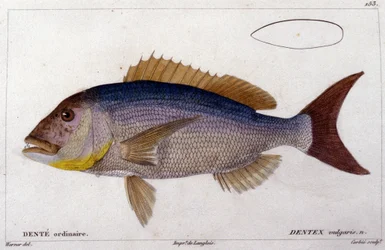 Dentex i henhold til «Fiskenes naturhistorie» av Cuvier, Valenciennes, Paris