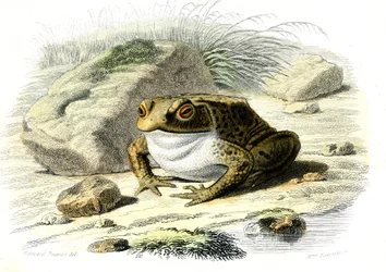 Le padde (Bufo vulgaris) - Plate fra naturhistorie av Bernard Germain de Lacepede (1856-1925), utgave P.Furme, Paris