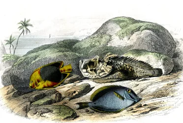Tricoloren (Holocanthus tricolor), den grusomme og sugeren (Acanthurus Surgery) - Tallerken hentet fra Histoire Naturelle av Bernard Germain de Lacepede (1856-1925), utgave P.Furme, Paris
