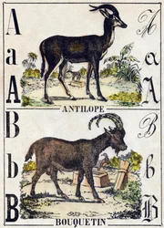 Bokstav A antilope; B Ibex. Gravering i "" Alphabet des animaux sauvages"". 9. serie. Bilder av Epinal, Pellerin, trykkeri-utgiver, ca. 1870. Graveringer på tre, stensilert. 16 sider. Mål: 20 x 15 cm. Privat samling