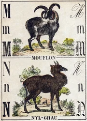 Bokstaven M Mouflon; N Nyl-ghau (Nyl ghau). Gravering i "" Alphabet des animaux sauvages"". 9. serie. Bilder av Epinal, Pellerin, trykkeri-utgiver, ca. 1870. Graveringer på tre, stensilert. 16 sider. Mål: 20 x 15 cm. Privat samling